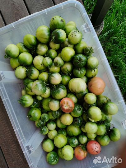 Помидоры зелёные