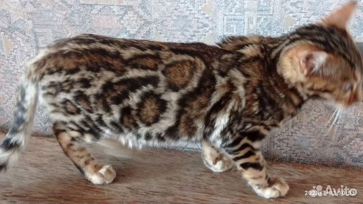 Бенгальские котята с документами