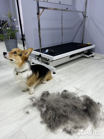 Груминг собак и кошек