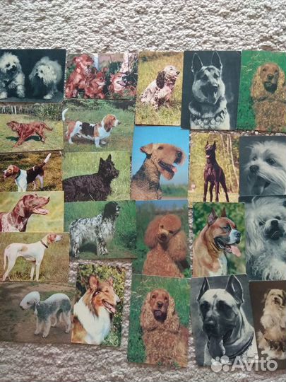 Открытки СССР животных,собак