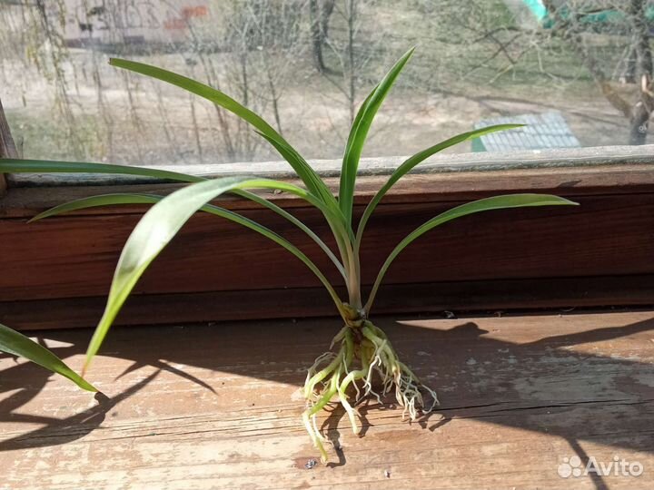 Хлорофитум