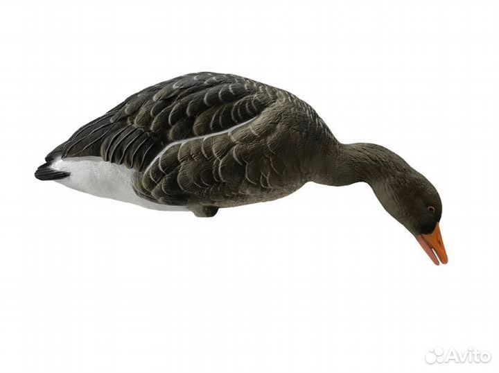 Гусь серый Final Approach