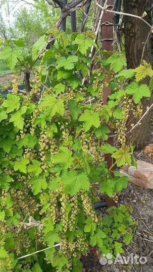 Рассада клубники,саженцы малины,смородины