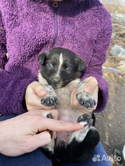 Щенки бесплатно