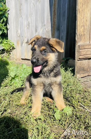 Немецкая овчарка