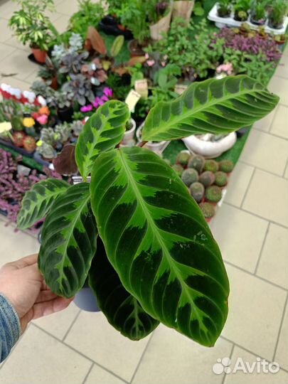 Комнатные растения