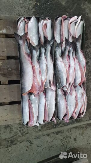 Горбуша серебро пбг, Сахалин