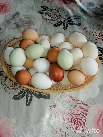 Молоко, сметана, творог, яйца