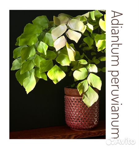 Адиантум перувианум / Adiantum peruvianum купить в Зеленограде | Товары ...