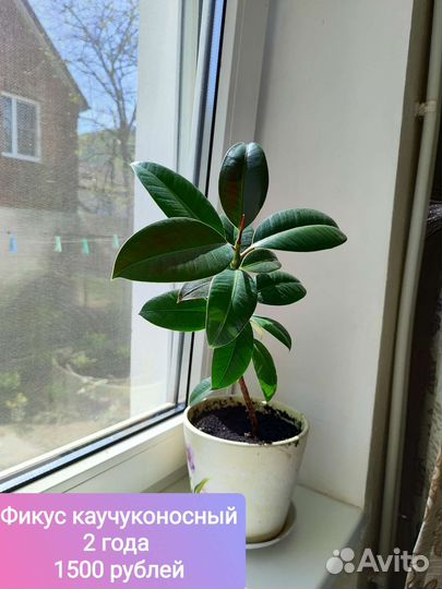 Комнатные цветы