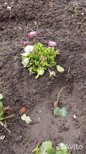 Маргаритки, астильба, бузульник, каллы