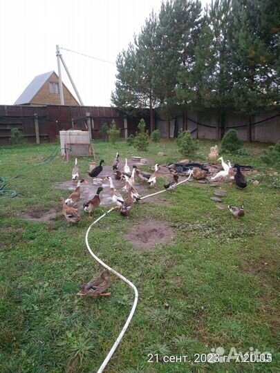 Утки индийский бегунок