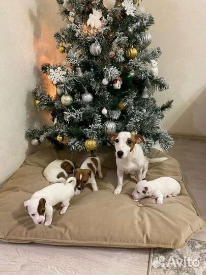 Лежанка домик для собаки