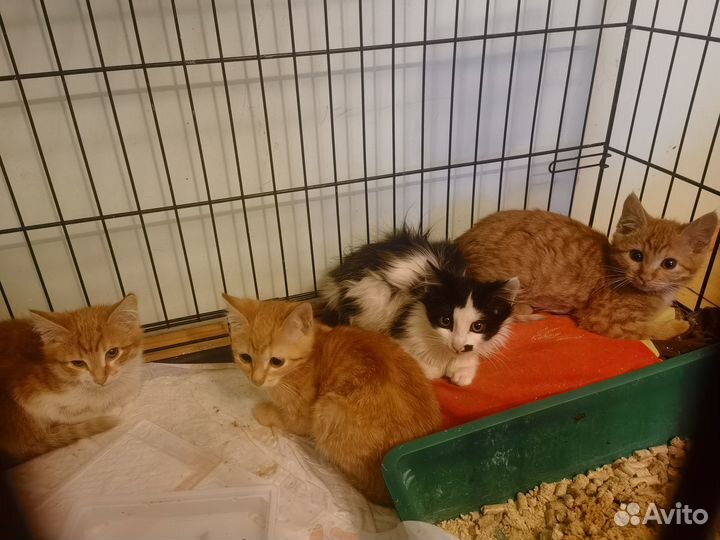 4 невероятных котенка в поисках дома