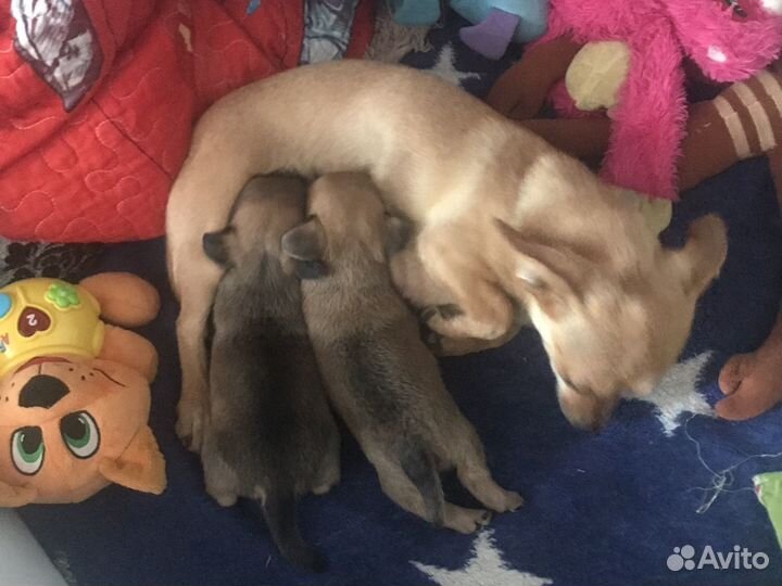 Той-терьер щенки