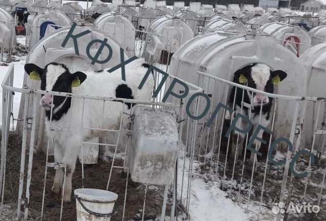 Телята бычки