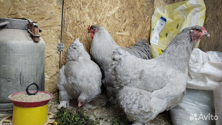 Цыплята брама колумбийская,лаванда