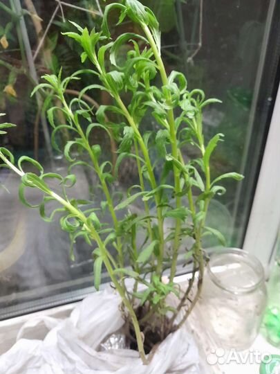 Астранция,ромашка,лихнис корончатый,васелёк