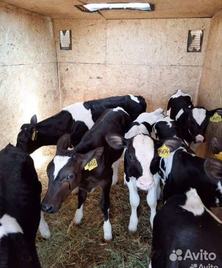 Телята бычки