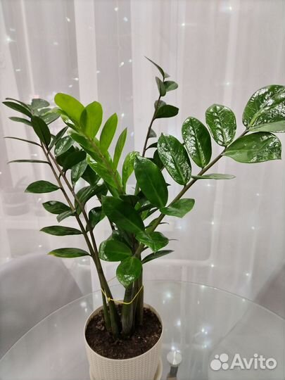 Замиокулькас долларовое дерево