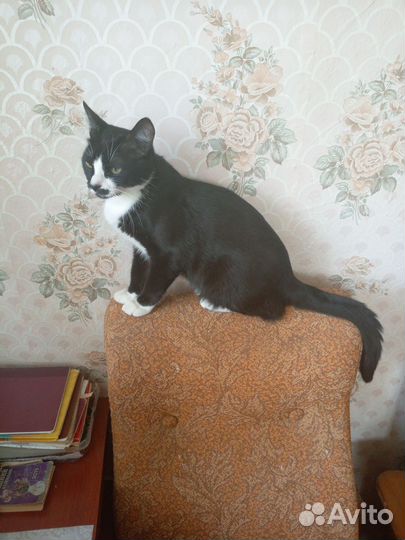 Кот в добрые руки