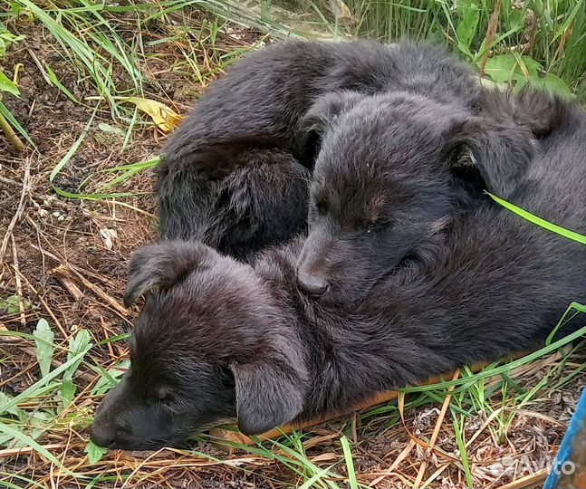 Щенки