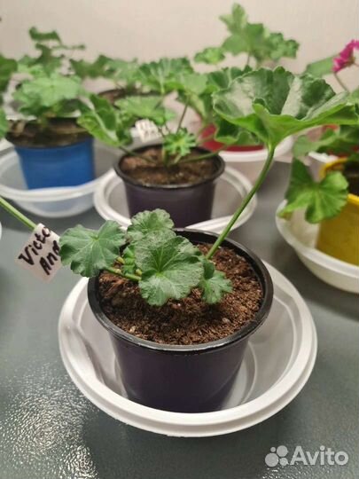 Пеларгония герань