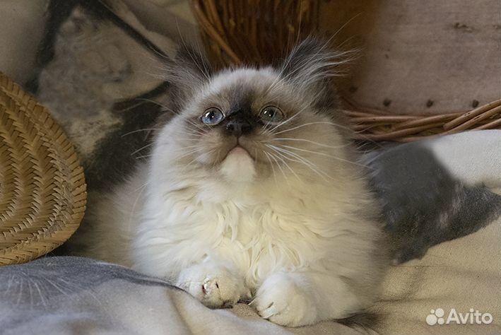 Клубный котенок рэгдолл с документами