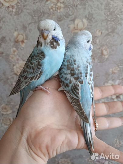 Волнистый попугай ввп