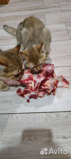 Мясо для собак и кошек