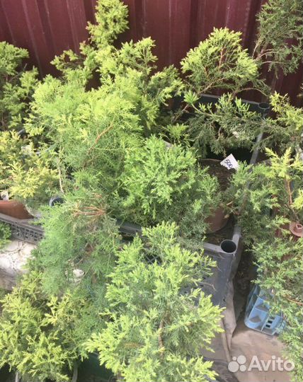 Можжевельник