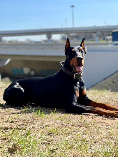 Доберман для вязки