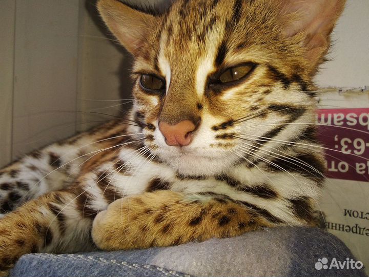 Алк с берегов бенгальского залива