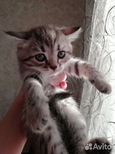 Шотландские прямоухие котята