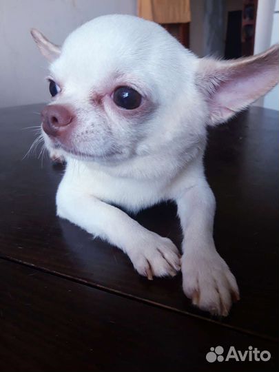 Чихуахуа девочка