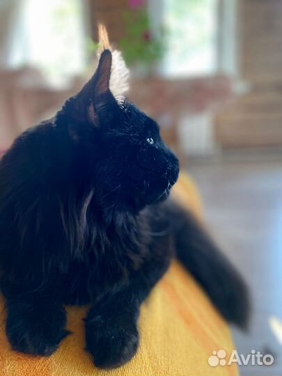 Отдам кота в добрые руки