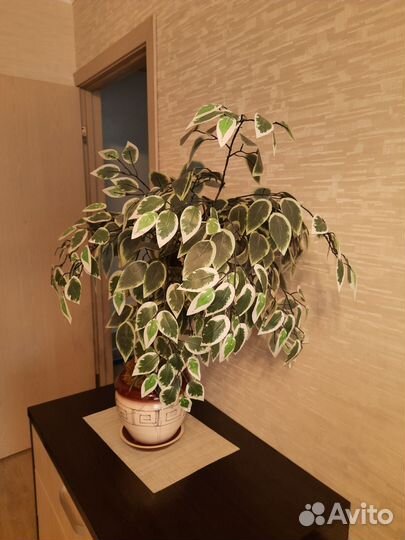 Фикус бенджамина искусственный