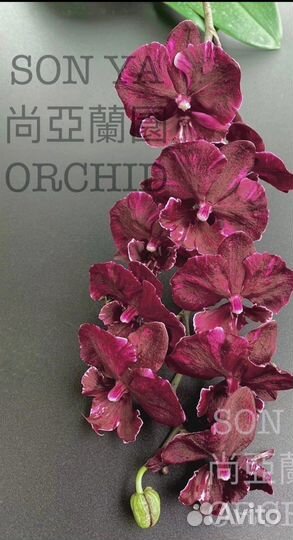 Орхидея фаленопсис биг лип