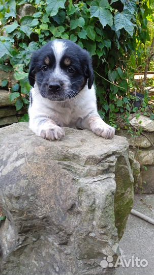 Щенки в добрые руки