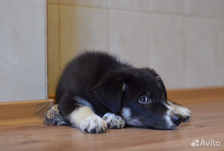 Щенок Черри в добрые руки