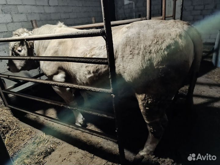 Быки на племя
