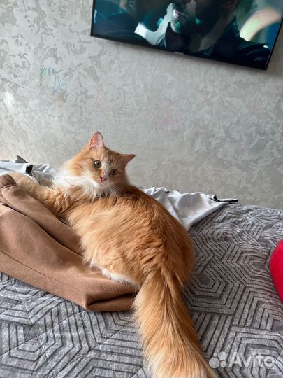 Котик в добрые руки