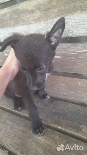 Собака в добрые руки отдам бесплатно