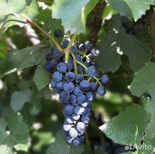 Плодовые деревья и саженцы