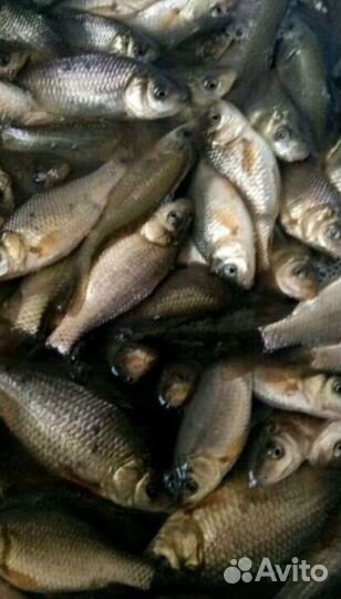 Карась. Живец