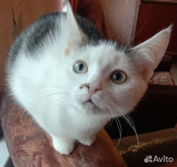 Кошка в дар бесплатно