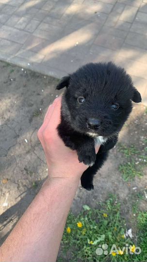 Щенки в добрые руки