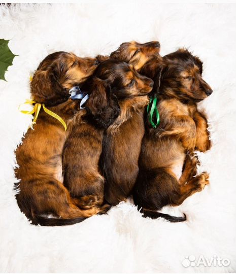 Щенок длинношерстной кроличьей таксы