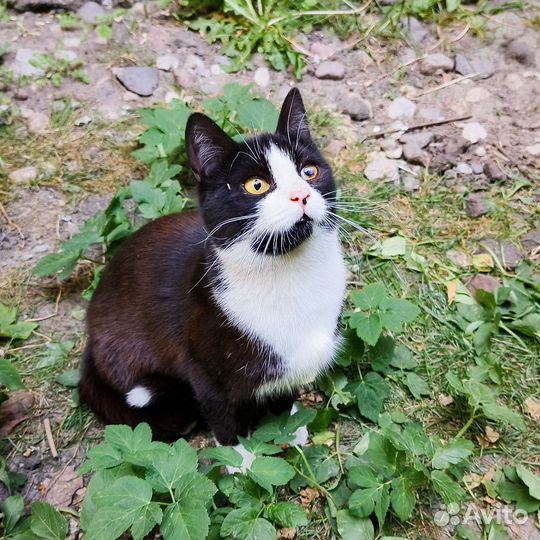 Котятки: все проходят мимо них