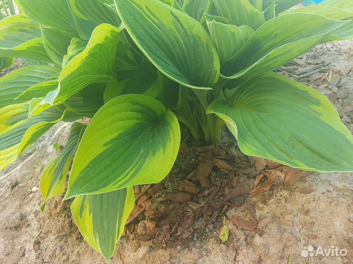 Хоста растение